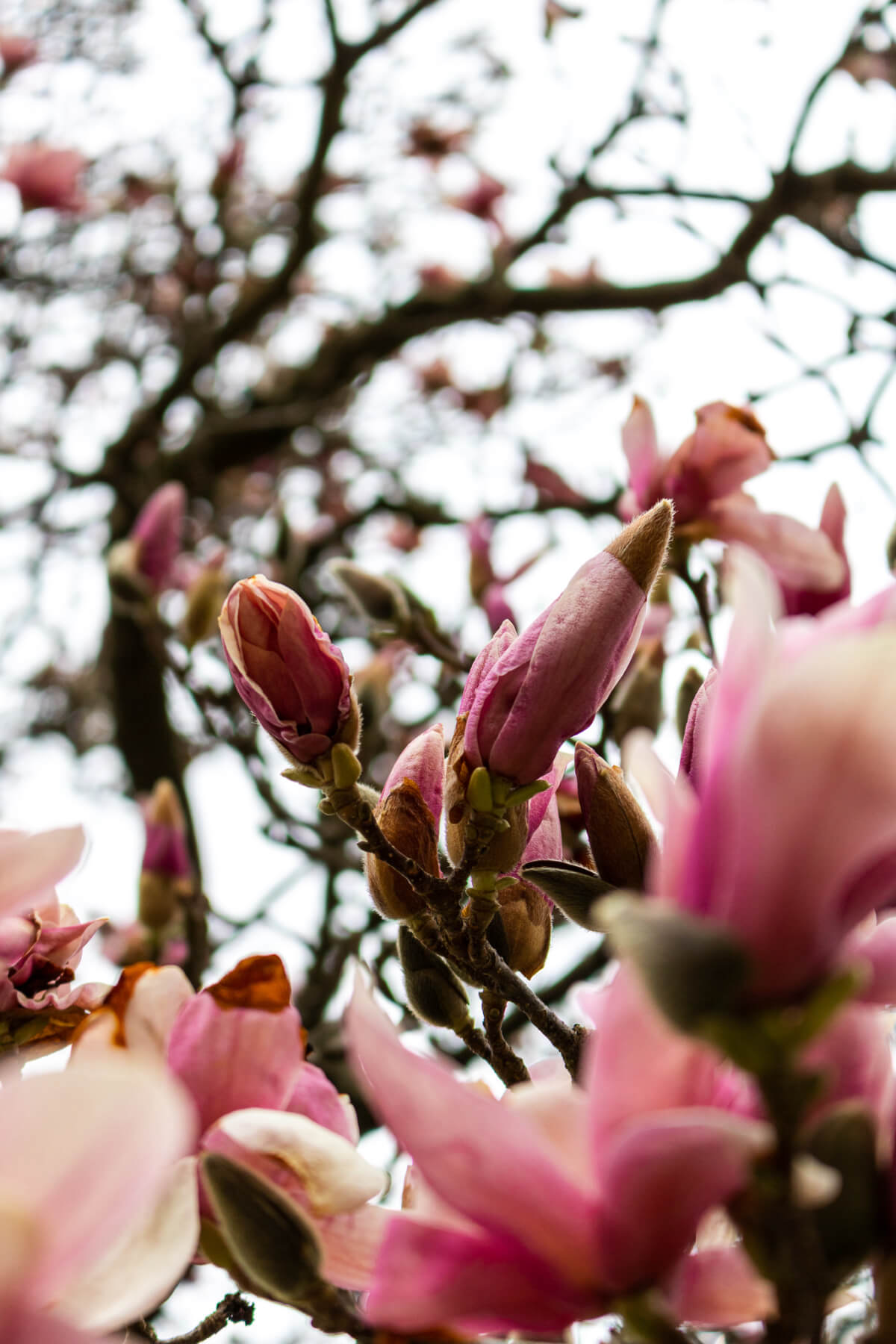 Cave Hill Cemetery - Image Gallery