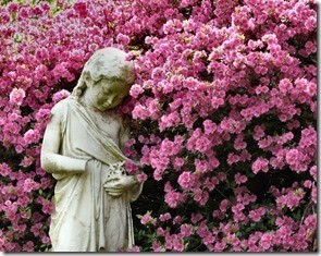 June - Coral Belle Azaleas Comfort a Grieving Child